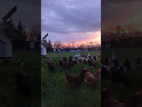 Pastured poultry farm sunrise #sunrise #nice