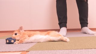 ご飯食べていないのを思い出して急いで食器の上に倒れ込むムギ。飼い主とずっと遊んでいました【No.1531】