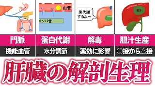 【10分で解説、14分で国試】肝臓の解剖生理