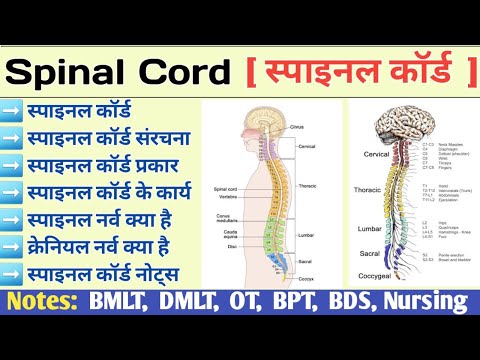 Spinal Cord Anatomy and Physiology in Hindi | Lumber Vertebra | Spinal Nerve | Cranial Nerve