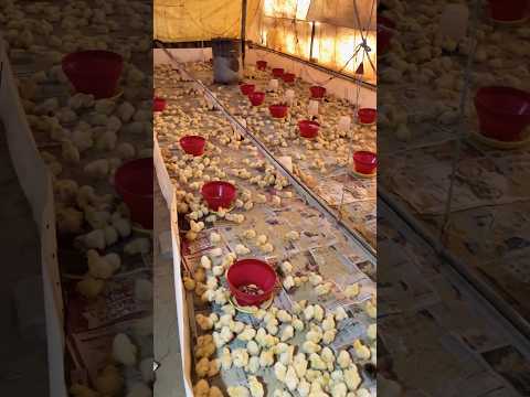 chicks aa gye #trendingvideo #chickenfarming #fancypoultrybusiness #chickenfarmingbusiness #chicken