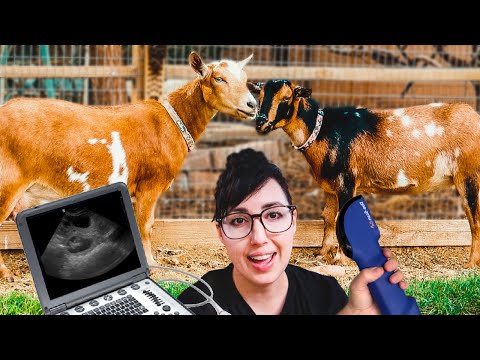 Are the SISTERS PREGNANT? (goat ultrasound day!)