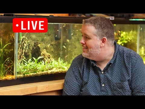 10 Gallon Tanks Amazing - Here are my reasons. Live Stream