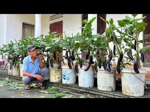 Growing Eggplants So Easy, Harvest Over 50 KG Each Season, Once You Try, You Succeed!