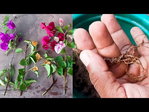 Bougainvillea Plant Propagation Easy Method #learngardening