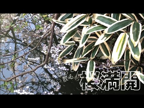 桜満開