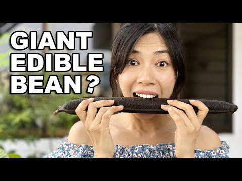 Bean There, Tasted That: Exploring a Giant Rare Bean!