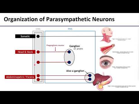 LO4 Parasympathetic Nervous System