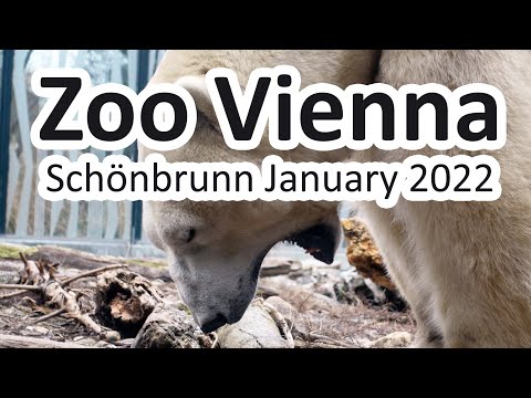 Sony ZV-1 Captures the WILD Beauty of Vienna Zoo Schönbrunn