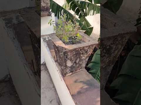 तुलसी को हमेशा हरा भरा कैसे रखे 🌱 | Tulsi plant care tips | #shorts #tulsiplanttips #letsgardenup