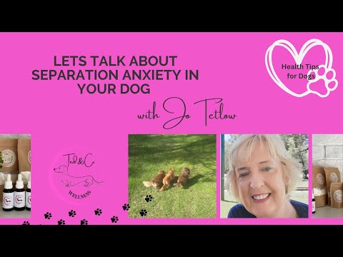 Lets Talk about Separation Anxiety in YOUR Dachshund or Dog