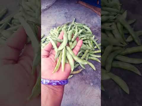 ఈరోజు కోసినా చిక్కుడుకాయలు, చిలకడదుంపలు/broad beans and sweet potato harvest/naliniravindraprasad