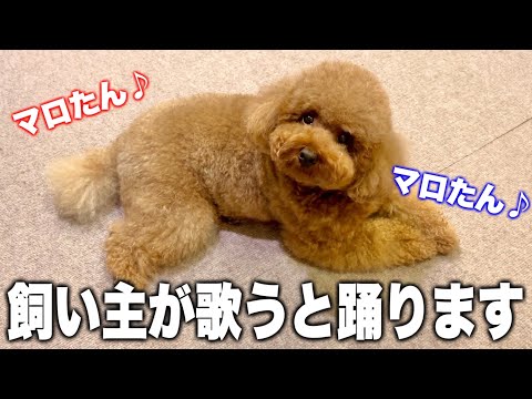 飼い主が歌うとそれに合わせてハモる犬。【トイプードル】