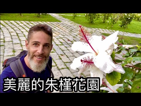 HIBISCUS HEAVEN IN TAIWAN 森林公園裡的朱槿花園