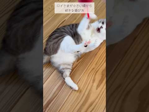 小さい頃から好きな遊び方 #ねこ動画 #cat #保護猫 #ねこ #けりぐるみ #ことねこくらし