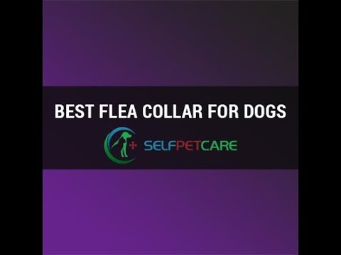 Bayer Seresto Flea and Tick Collar for Dogs