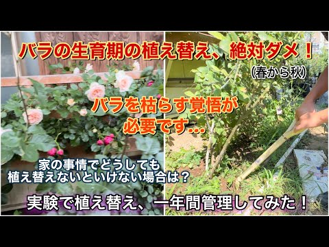 【バラが枯れる！】生育期の植え替え、絶対ダメ！家の事情でどうしても植え替えないといけない場合は？実験で植え替えて1年間管理してみた！！