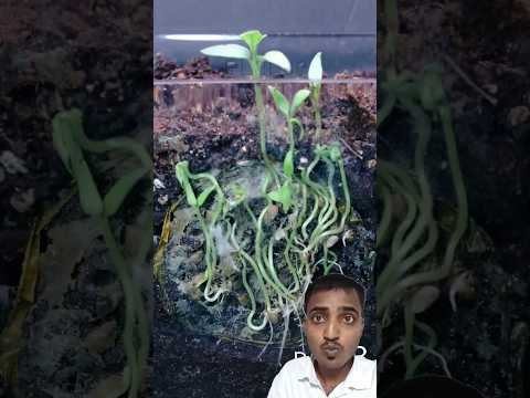 Tomato Slice to Seedling Time 🍅🧅 #tomato #timeslapse #timelapser #garden #shorts #vegetables#plants