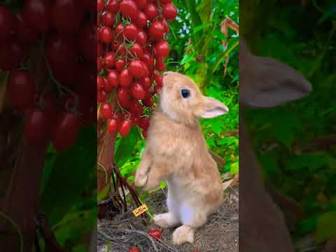 Rabbit Eating ASMR Cute Bunny Eating ASMR #viral