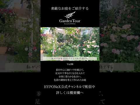 🕊Garden Tour🕊98：家を中心に360°バラを植えて、足元の下草などにも力を入れて全体に柔らかな色合い、色彩の調和を考えて作られたお庭#shorts