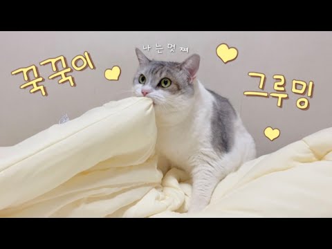 용맹한 고양이의 꾹꾹이+그루밍(feat.마이크🎤) Cat kneading+Grooming🐱