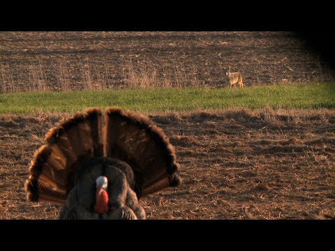 Winchester Deadly Passion: Brazen Coyote Challenges Melissa Bachman's Bird!