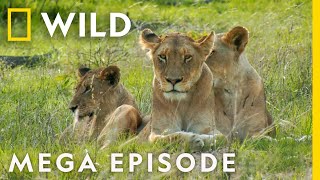 Royals of the Animal Kingdom MEGA EPISODE | FULL EPISODES | Jungle Kings and Queens