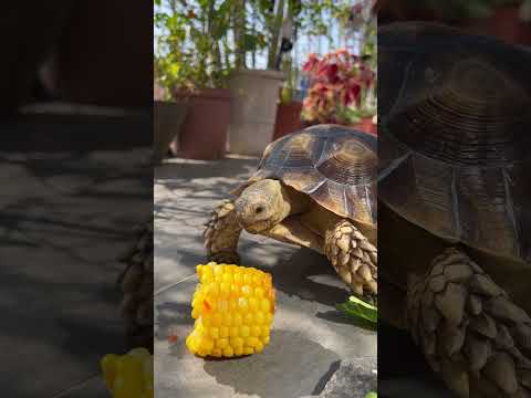 玉米🌽😋 #video #viral #animals #cute #pets #videos #turtle #sulcata #カメラ#sound