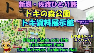 新潟・佐渡ひとり旅★トキの森公園★トキ資料展示館★日本最後のトキ「キンちゃん」・Tokinomori Park・Toki Materials Exhibition Hall・Kin-chan