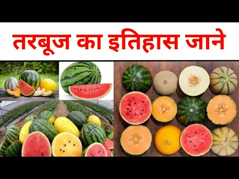 तरबूज का इतिहास कब और कहा से आया 🍉🍉 history of watermelon/ tarbuj ka itihash jane, tarbuj kha se aya