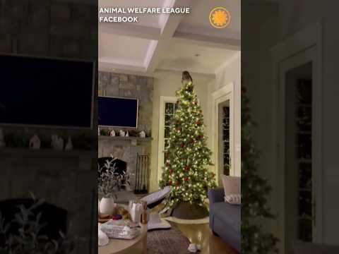 Virginia family gets unexpected holiday visitor ahead of Christmas #shorts