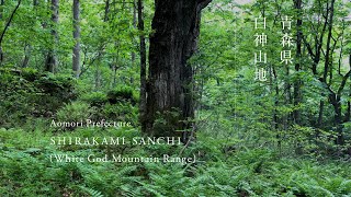 青森県／白神山地｜Aomori Prefecture Shirakami-Sanchi (White God Mountain Range)