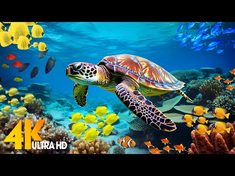 Under Red Sea 4K - Beautiful Coral Reef Fish in Aquarium, Sea Animals for Relaxation - 4K Video #68