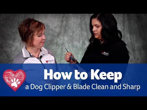 How to Keep Your Clipper Blade Sharp and Clean