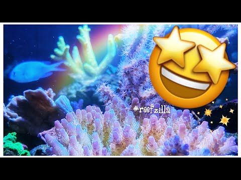 #reefzilla Great Progress & Amazing SPS | 180 gallon Custom Mixed Reef Tank Update | February 2021