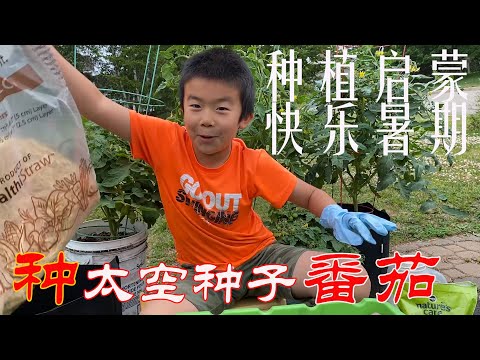 【渔耕笔记】盆栽太空种子番茄 快乐暑期 种植启蒙