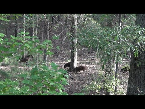 Hog Hunting in South Carolina | PUBLIC LAND| BowHunting| #explore #hunting