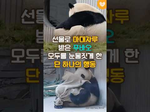 "판다월드 생각나네.." 선물로 마대자루 받은 푸바오 모두를 눈물짓게 한 '단 하나의 행동' #shorts #푸바오 #판다