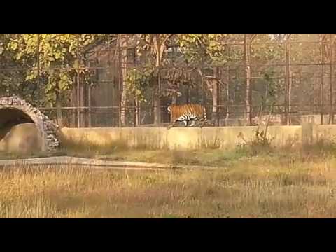 Tiger video rewa Madhya Pradesh