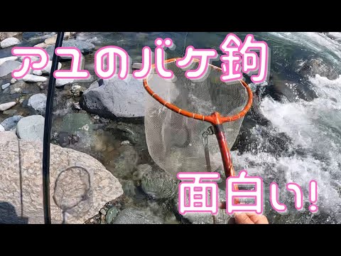 真夏のアユをバケ鉤で釣っていく