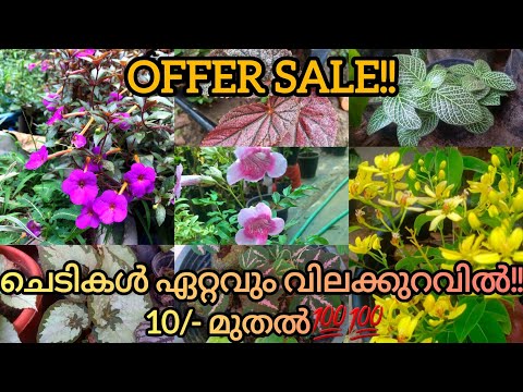 വമ്പൻ offersale 10 രൂപ മുതല്‍😲!!|വന്‍ വില കുറവില്ല ചെടികള്‍💯💯