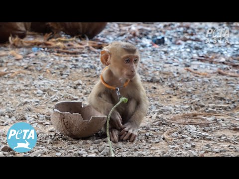 Thailand Exposed for Chaining and Abusing Baby Monkeys