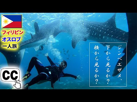 【Philippines】 Anyone can enjoy shocking diving! Oslob, the best whale shark spot in the world!