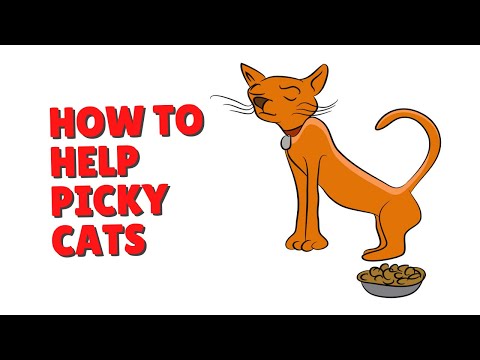 What To Do With Picky Cats | Two Crazy Cat Ladies #shorts