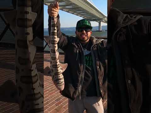 Fishing new pier under Bay Bridge‼️#california #fishing #bayarea #shark #stingray #new #pier #sf