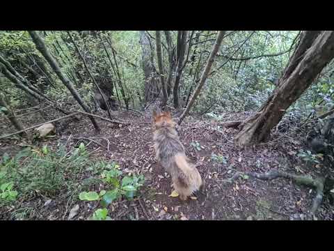 BUSH WALK WITH NEO | SILKY TERRIER POMERANIAN DOG