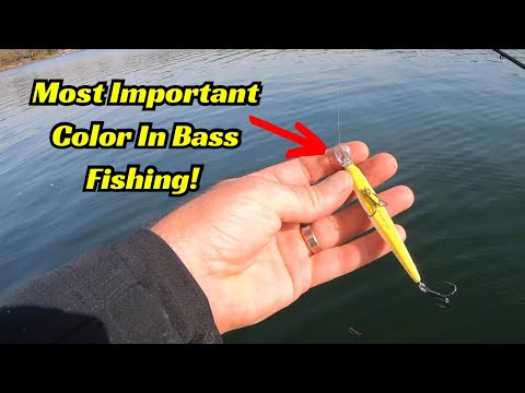 The Single Most Important Color In Bass Fishing!