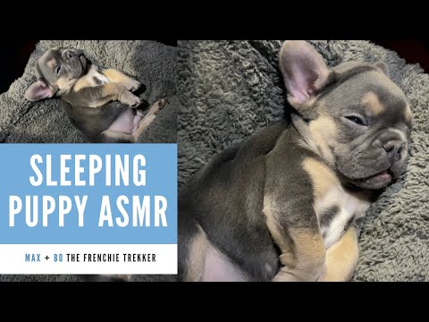 French Bulldog Puppy Sleeping ASMR | Bo's First ASMR | Frenchie Trekker TV