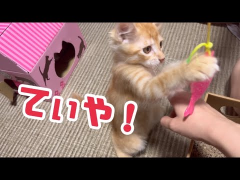 遊びモードの子猫 カメラ目線で遊ぶ