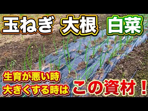 【全ての野菜で使える】生育が悪い時や一気に大きくしたい時はこの資材を使って！（玉ねぎ、大根、白菜、ブロッコリー、レタス、キャベツ等）